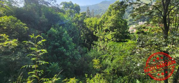 TERRAIN A VENDRE - ZONE: PELERIN