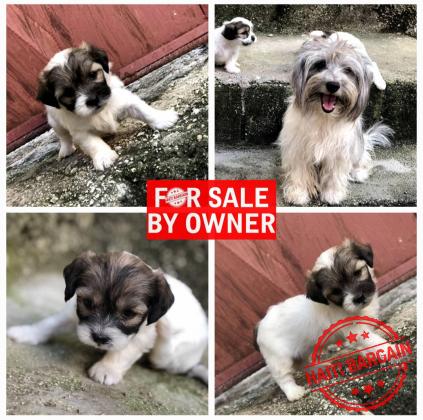 Caniche Shih Tzu