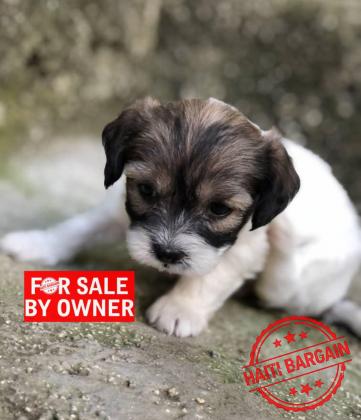 Caniche Shih Tzu