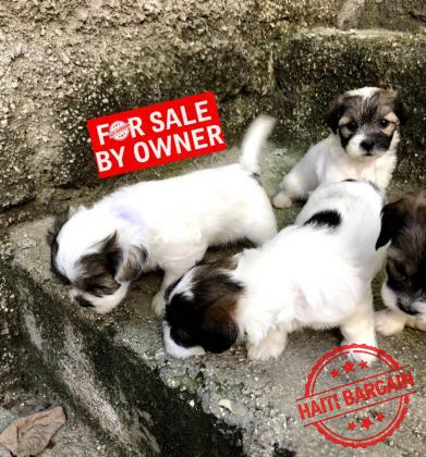 Caniche Shih Tzu