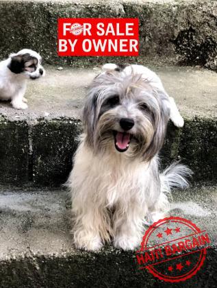 Caniche Shih Tzu