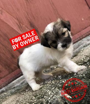Caniche Shih Tzu