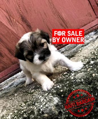 Caniche Shih Tzu