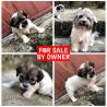 Caniche Shih Tzu