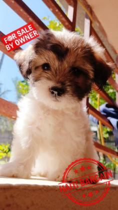 CANICHE SHIH TZU