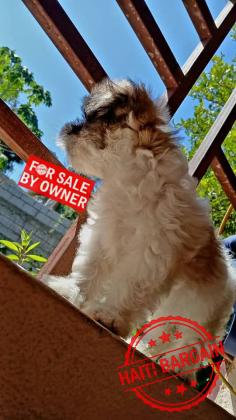CANICHE SHIH TZU