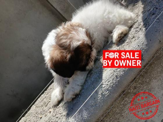 CANICHE SHIH TZU