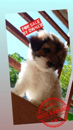 CANICHE SHIH TZU