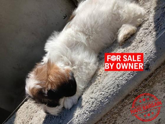 CANICHE SHIH TZU