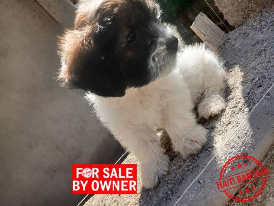 CANICHE SHIH TZU
