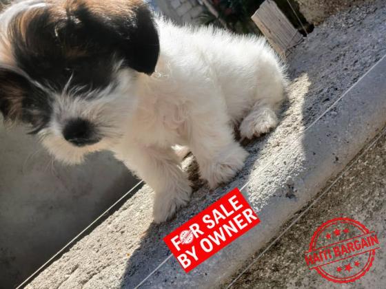 CANICHE SHIH TZU