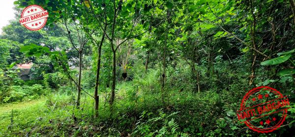TERRAIN À VENDRE – MONTAGNE NOIRE