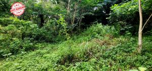 TERRAIN À VENDRE – MONTAGNE NOIRE